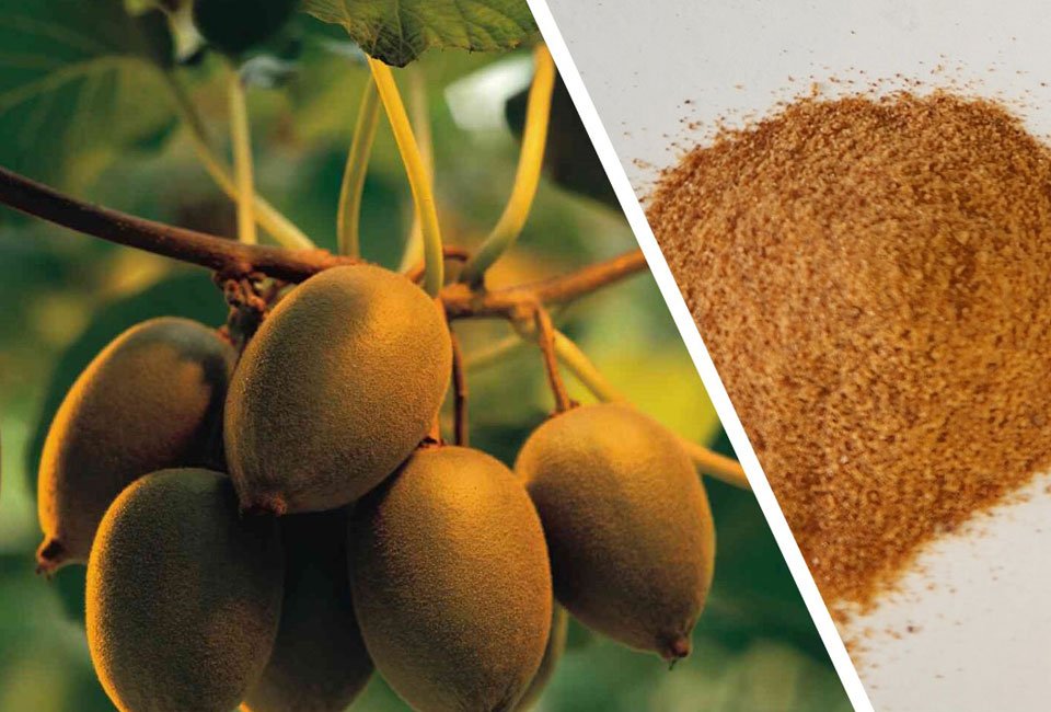 Kiwifruit Skin Extract